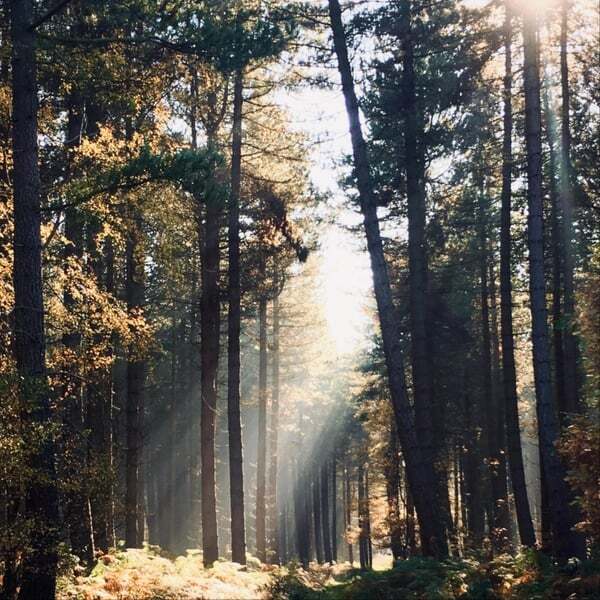 Cover art for Komorebi